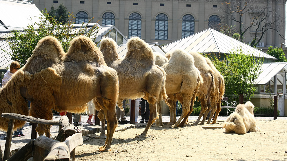 Budapesti llatkert